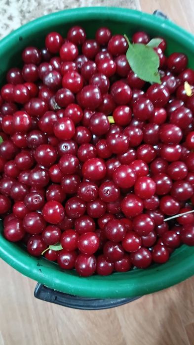 Продам  вишню  домашнюю