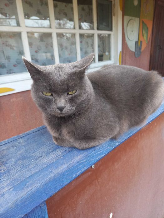 Отдам в добрые руки котика