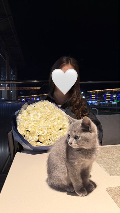 Британская кошка.Девочка.Отдам кота в добрые руки