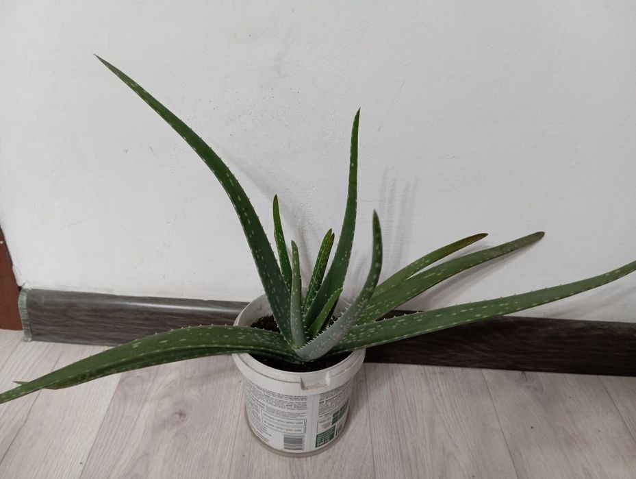 Разные комнатные цветы