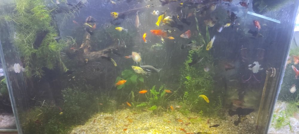 Моллинезии,живородящие.