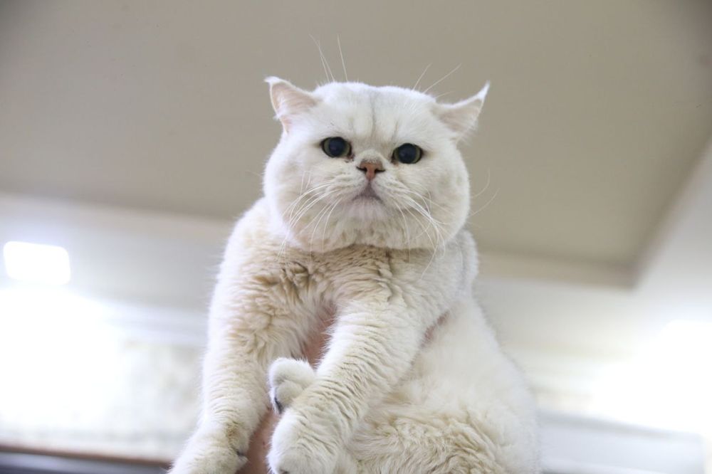 Вязка серебристая шиншилла