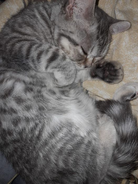 Шотландский кошка