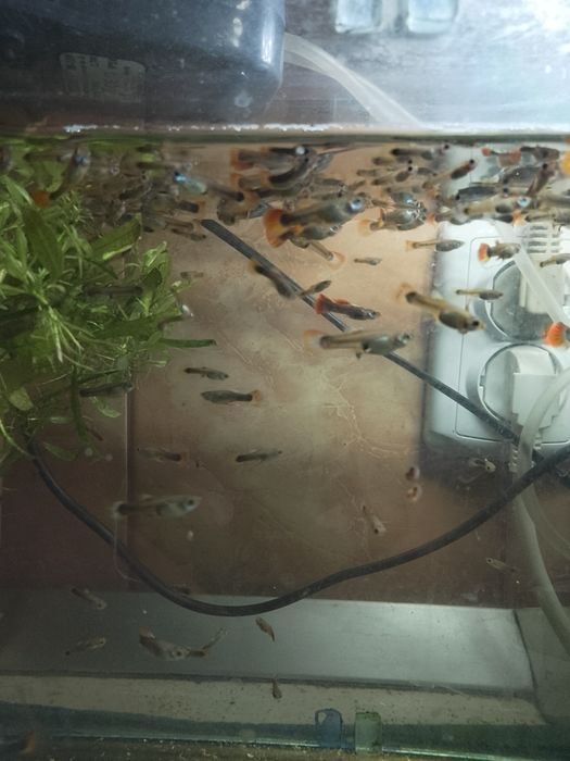 Pești guppy acvariu