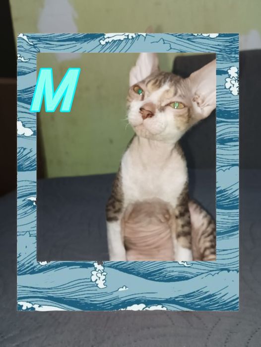 Красивые котята, очаровательные