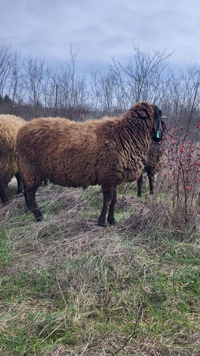 Vând berbec carabas