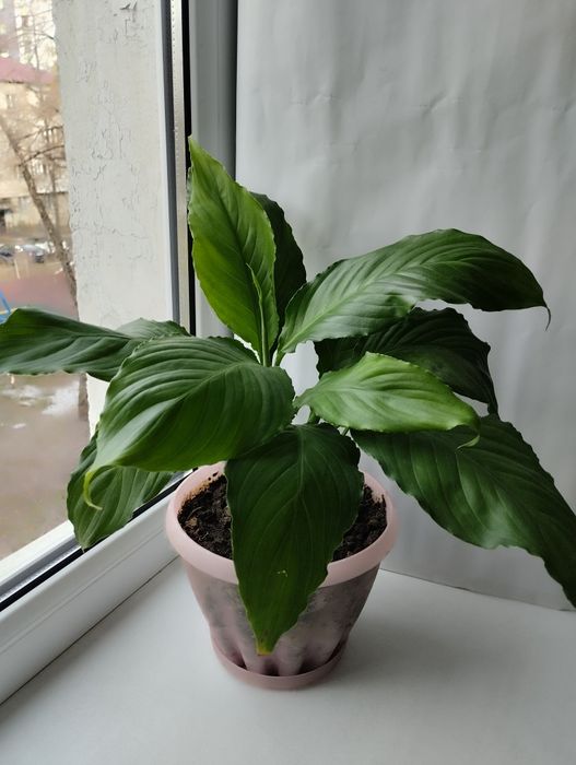 Женское счастье.