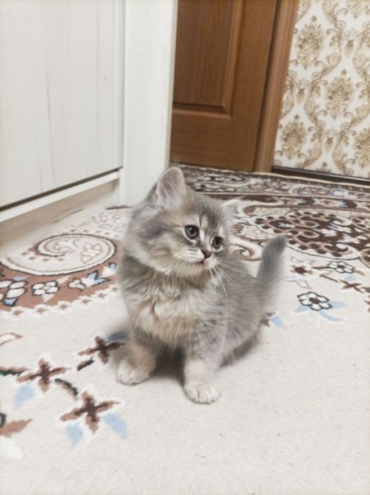 Котята.  Мама британская. Папа шиншила