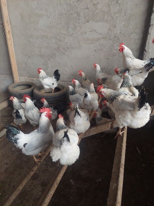 Инкубационные яйца АДЛЕР