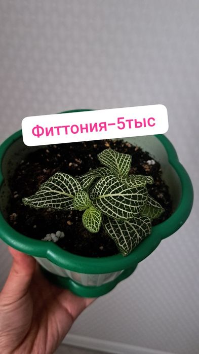 Ель комнатная,Монстерп