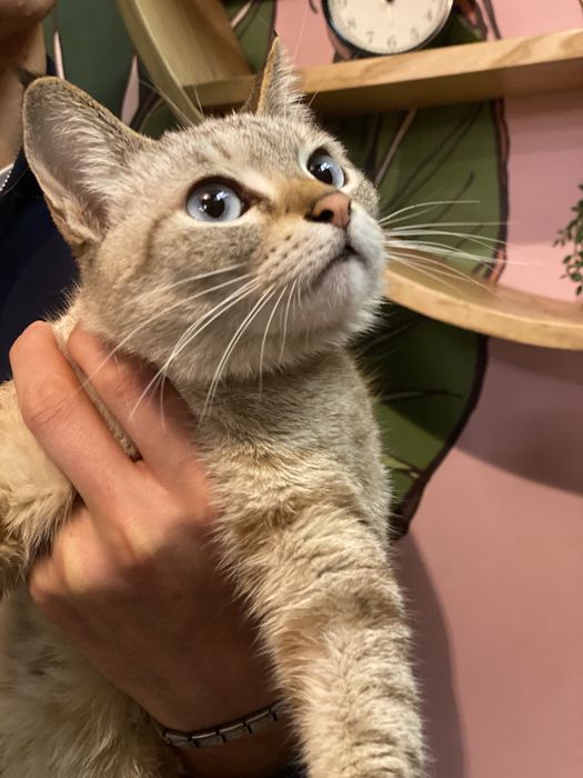 Thai va siam zoti aralash mushuk 7oyli qz bola tugmagan