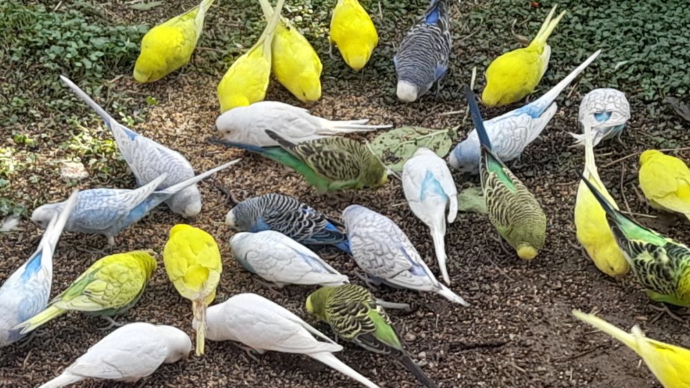 Papagali peruși de vanzare