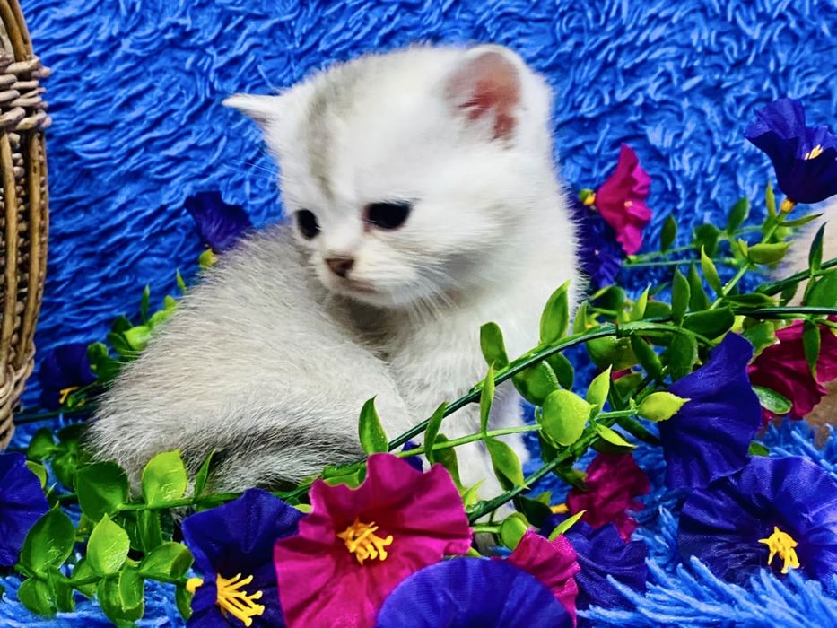 шиншилла золото. еребро