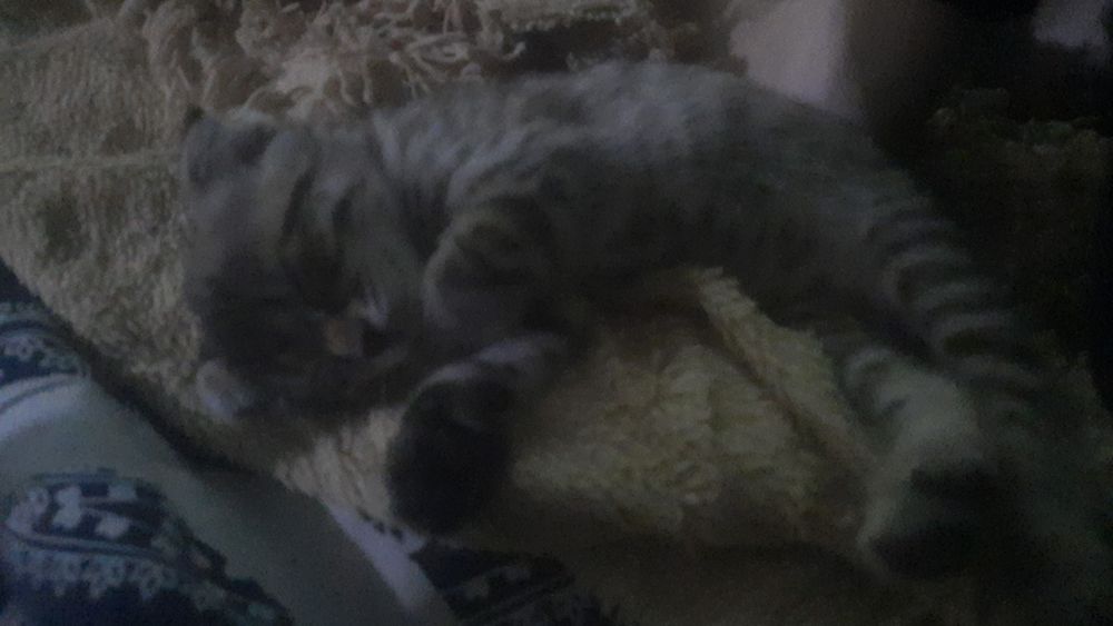 В подарок на 8 марта Вислоухая девочка