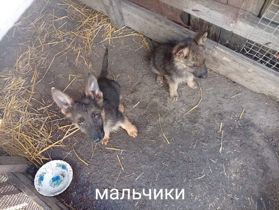 Щенята, немецкие овчарки