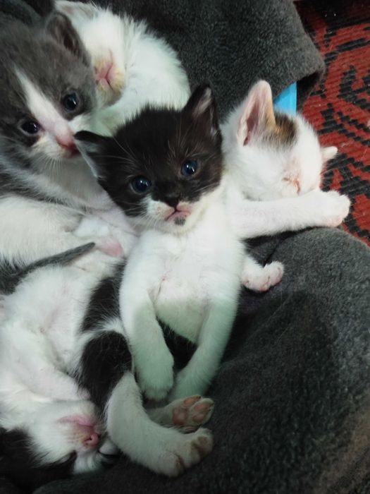 Adopție pisoi București