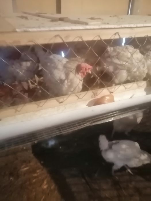 Таукыктар сатылады