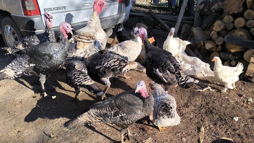 Продават се Пуйки