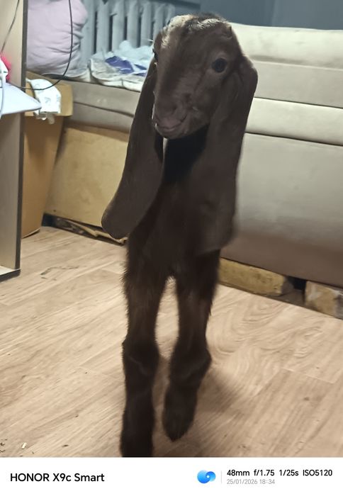 Камори парода козёл 100%