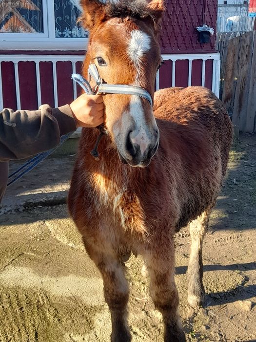 Vând mânz de 6 luni.