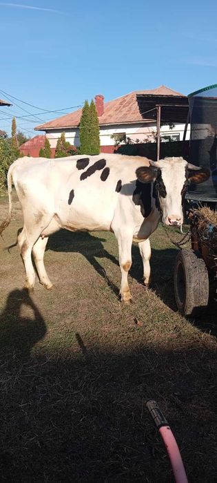 Junică Holstein, de un Vițel și Gestantă cu al 2-lea + Mulgătoare