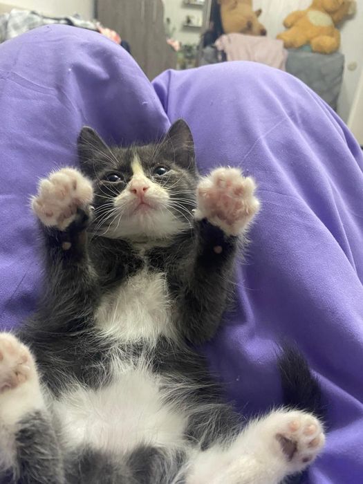 Котенок, кошка отдам