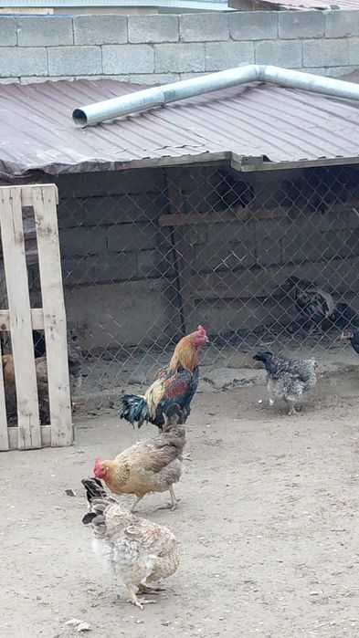 дәкән            .