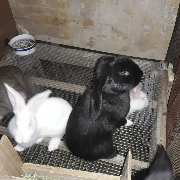 Продаются кролики