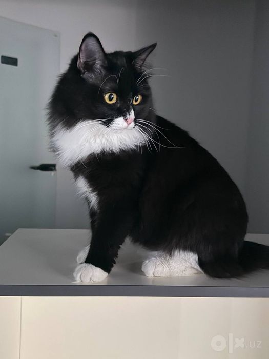 Котик мальчик кастрат