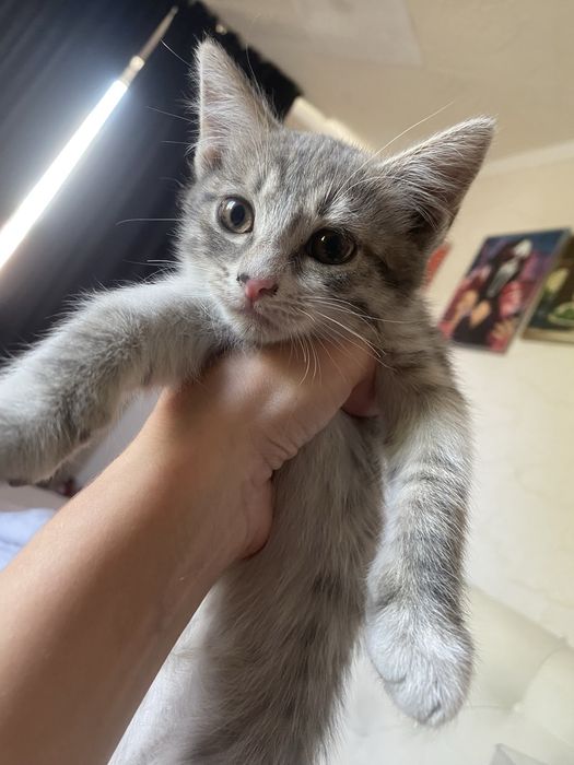 отдам котят в добрые руки)
