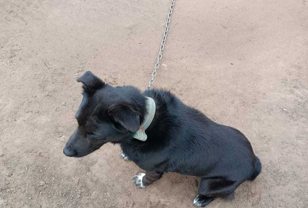 Отдам в добрые руки