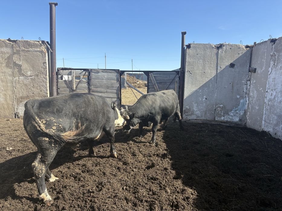 Етке бұқалар сатылады