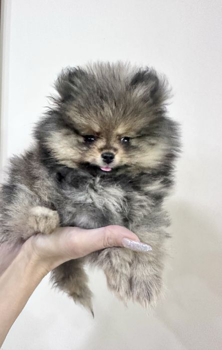 Померанский шпиц 3 мес дева