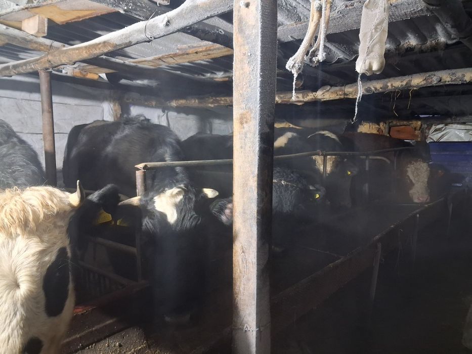 Продам быки с откорма