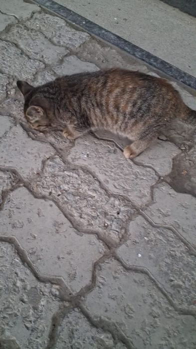 Крутая Кошка девочка в семью