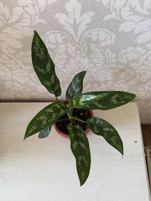 Аглаонема Мария 5000 тенге