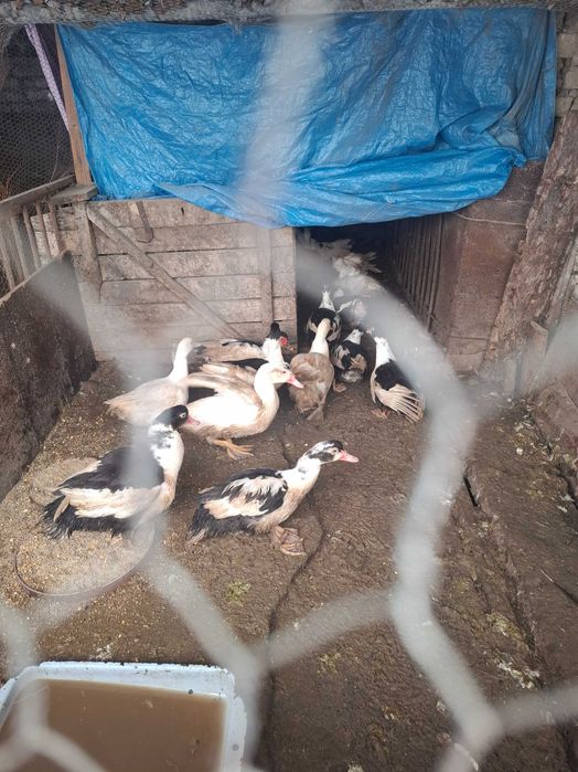 Неми патици-юрдечки