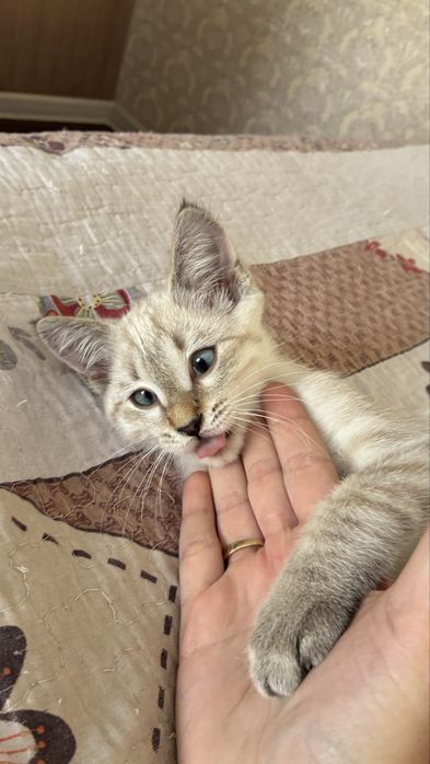Котенок мальчик с лоткомэ