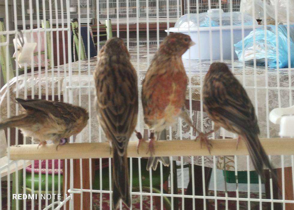 Канарейка   6. 7. Ойлила. Сотилади. Красная дерева