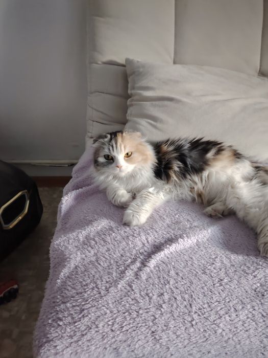 Отдам  вислоухую кошечку