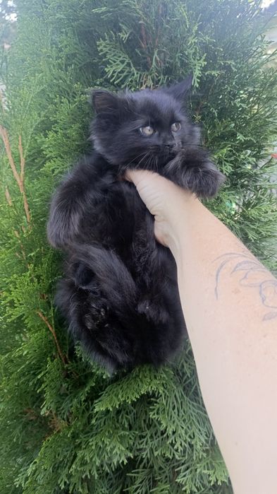 Котятки черные в любящие семьи