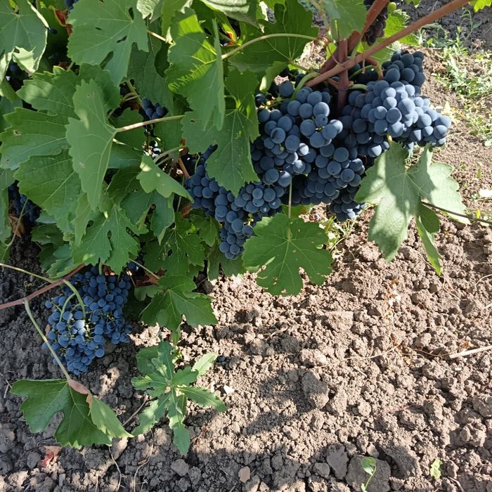 Struguri negri pentru vin