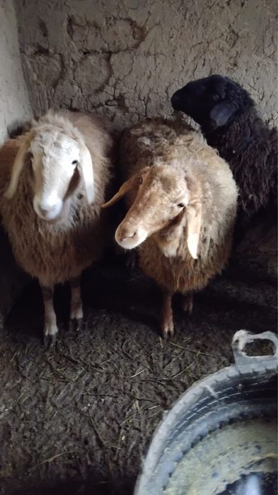 продам баран овцы