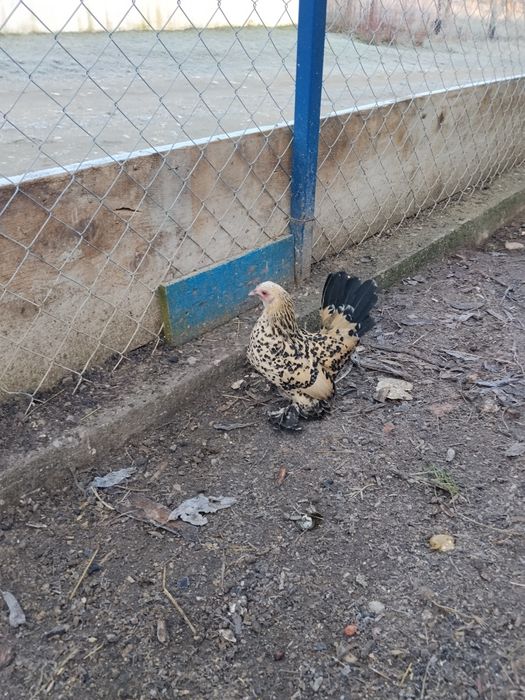 Schimb ce se vede ân poze