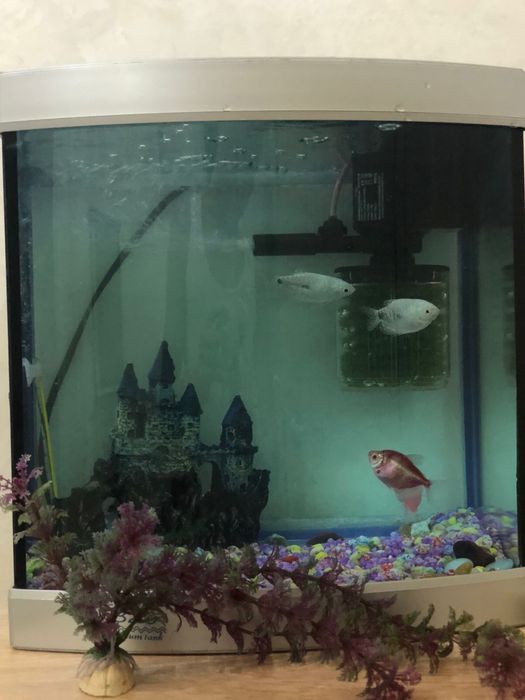 аквариум хорошем состоянии