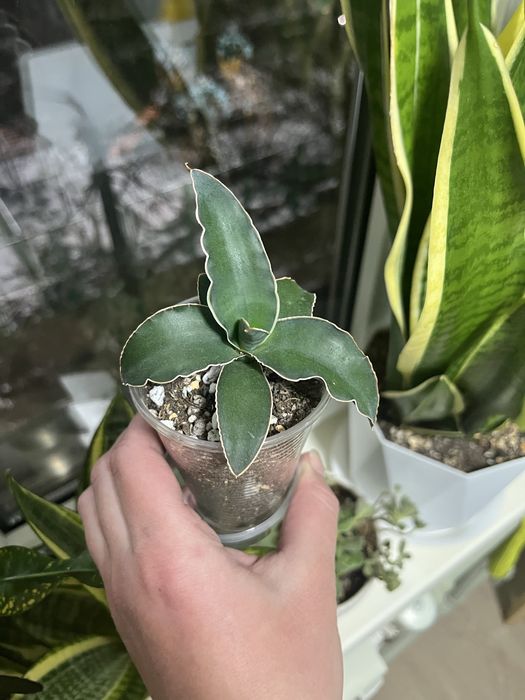 Сансевиерия, разные сорта