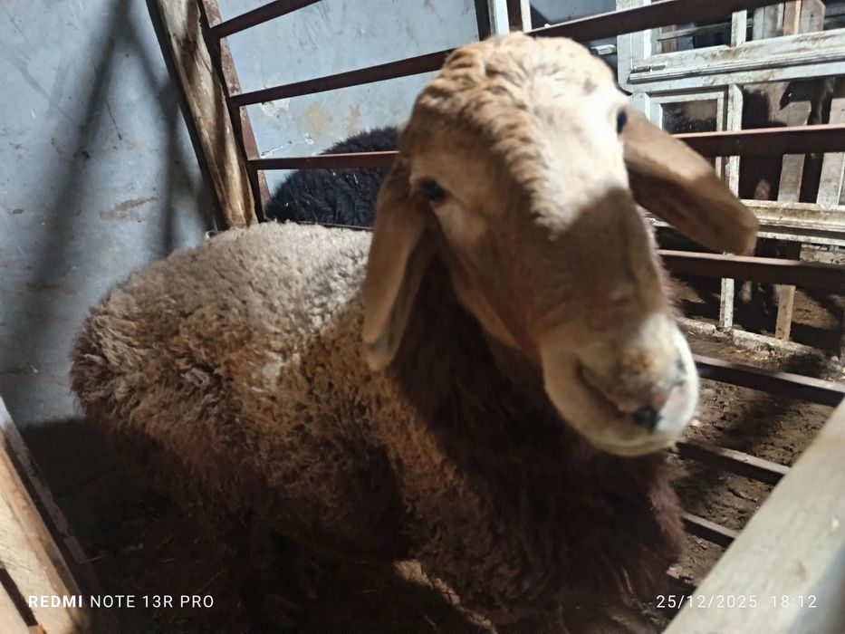 Hisori quzi qo'chqorlar.