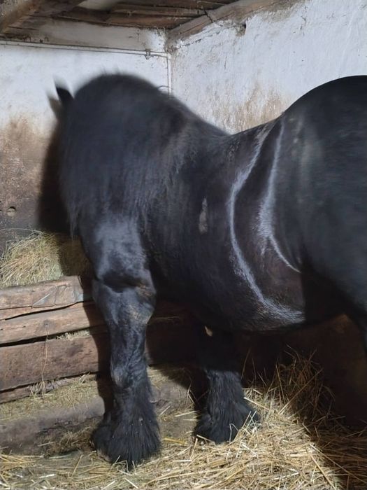 Armasar ardenez de vanzare sau schimb