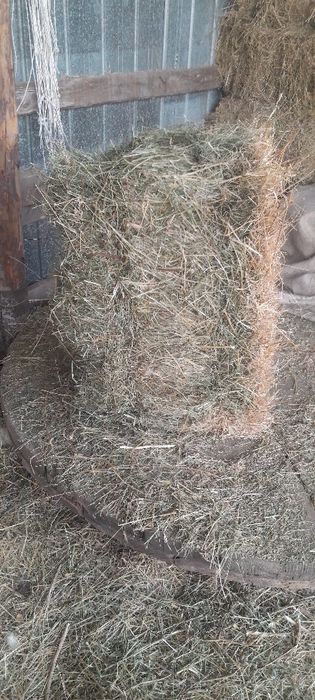 Шөп сатылады отын