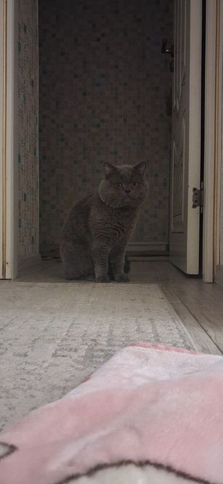 Продам кота британский